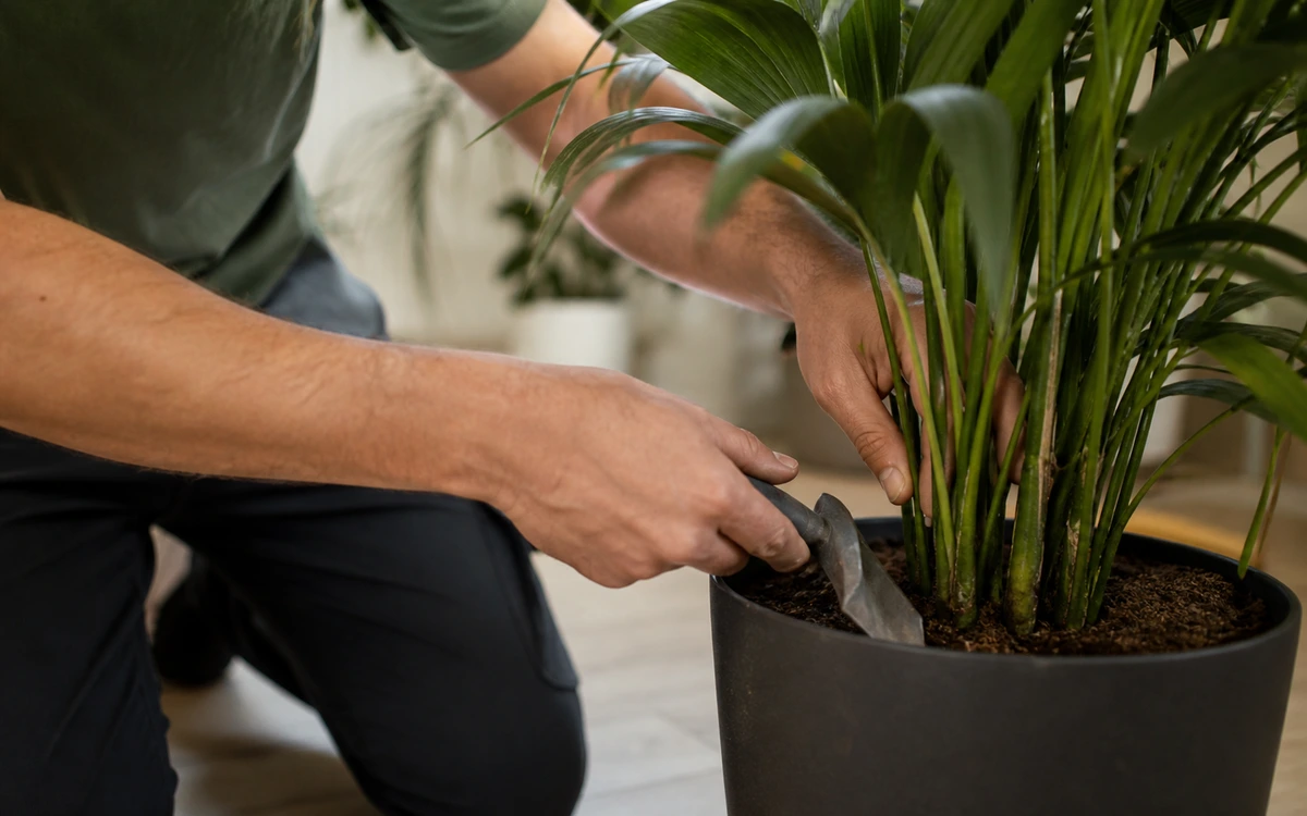 Indoor plant maintenance contractor